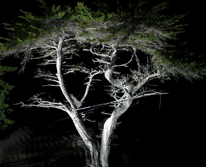 peeble_0203_cypress.jpg